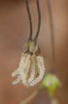 Southern meadow-rue